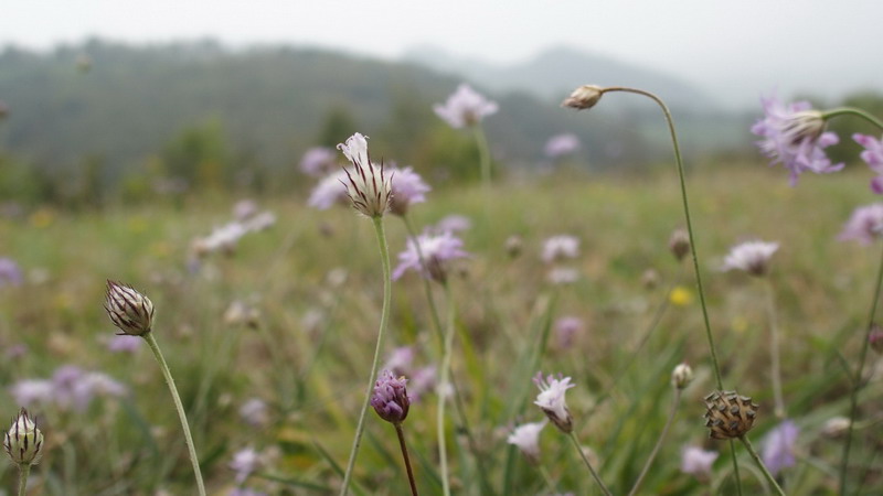 Cephalaria transsylvanica / Vedovina maggiore